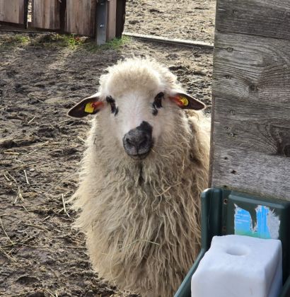 Das Schaf - Fridolin