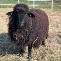 Ein schwarzes, kleines Schaf