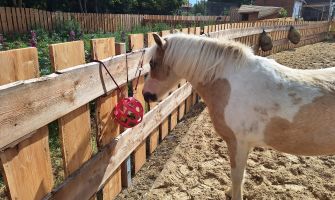 Ein Pferd am futtern