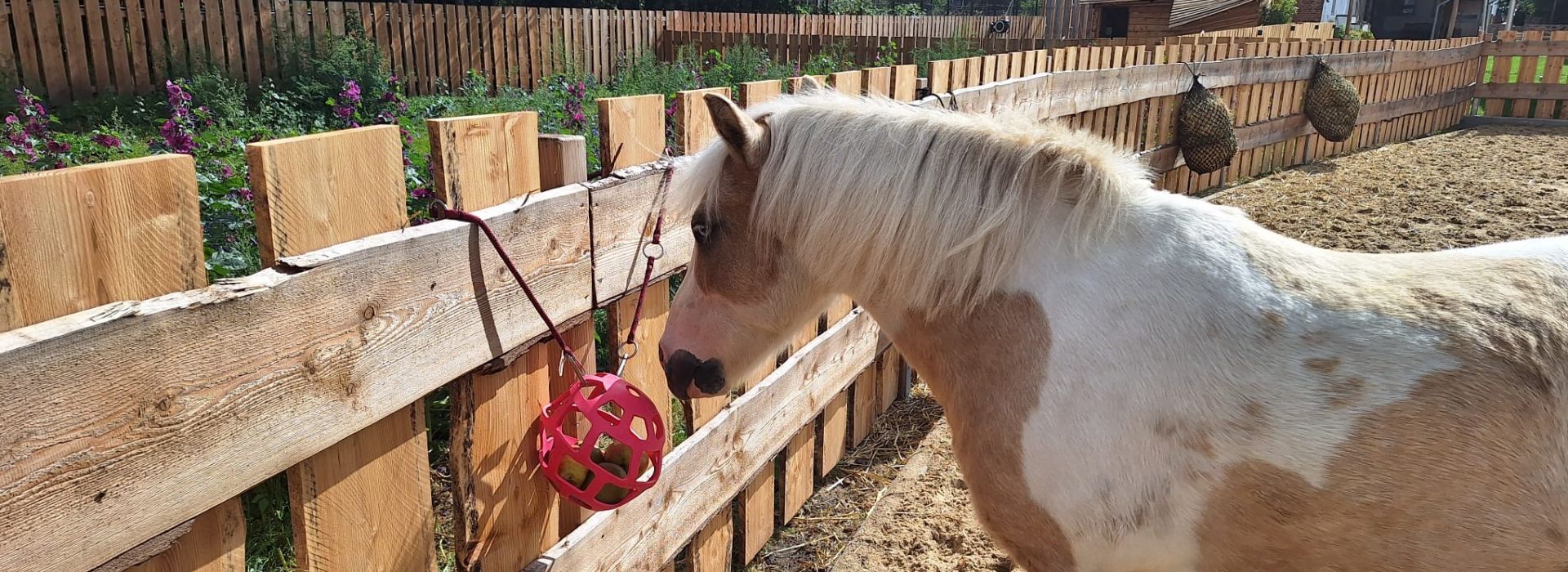 Ein Pferd am futtern