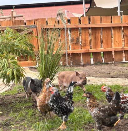 Ein Schwein auf einer Wiese