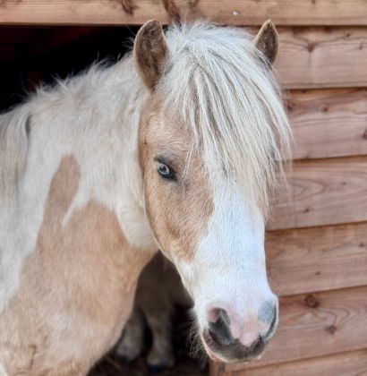 Ein kleines Pferd mit Stall im Hintergrund