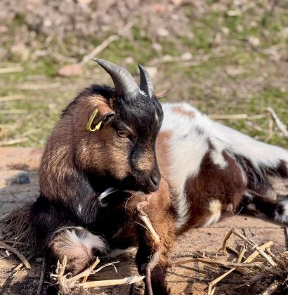 Eine Ziege, die sich entspannt in der Sonne