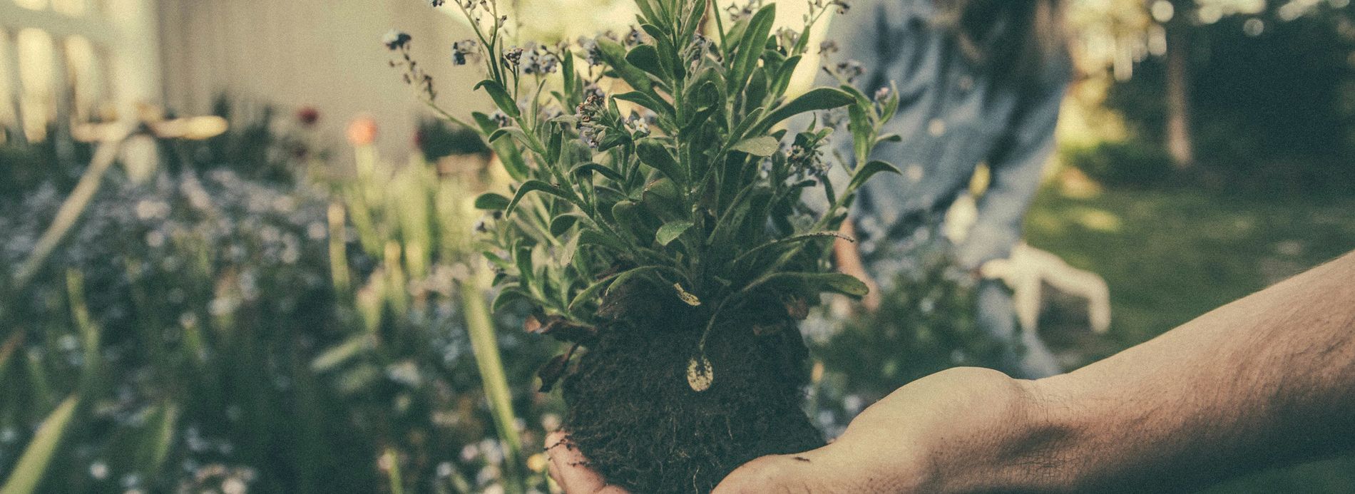 Eine Hand, die eine Blume einpflanzt