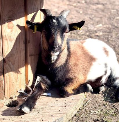 Eine Ziege in der Sonne liegend