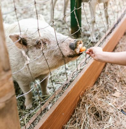 Eine Kinderhand füttert ein Schwein mit einer Möhre