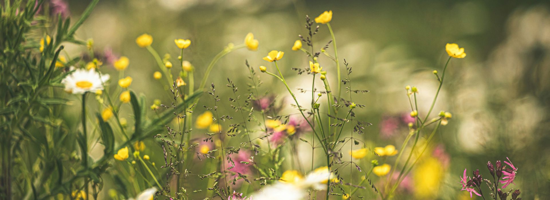 Eine Wildblumenwiese