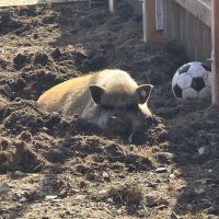 Ein schlafendes Schwein, daneben ein Ball