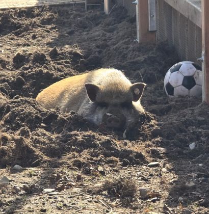 Ein schlafendes Schwein, daneben ein Ball